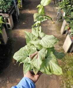Syngonium Pink Salmon | Rare Sygnonium | Arrowhead Plant | 4in pot
