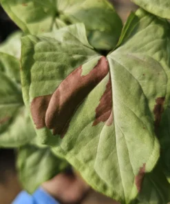 Syngonium Pink Salmon | Rare Sygnonium | Arrowhead Plant | 4in pot