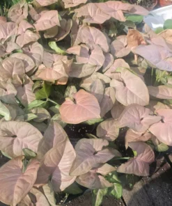 Syngonium Regina Red | Arrowhead Vine | Colorful Syngonium | 4in pot