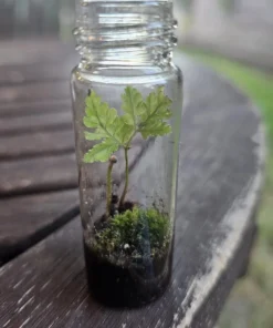 Terrarium FERN