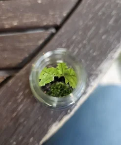Terrarium FERN