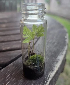 Terrarium FERN