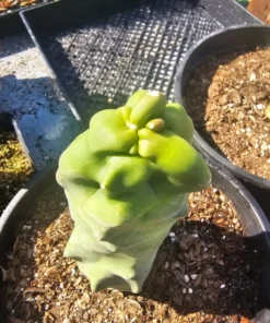 Totem Pole Cactus | Rare Cactus | Rooted Cactus