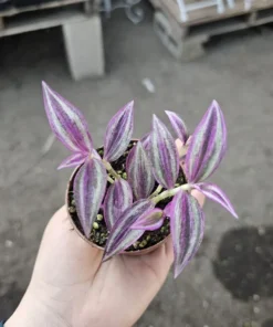Tradescantia Pink Paradise | 2in pot | Purple Plant | Inch Plant | Wandering Jew Plant | Bundles