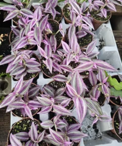 Tradescantia Pink Paradise | 2in pot | Purple Plant | Inch Plant | Wandering Jew Plant | Bundles