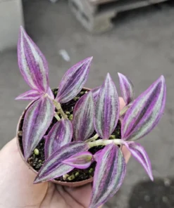 Tradescantia Pink Paradise | 2in pot | Purple Plant | Inch Plant | Wandering Jew Plant | Bundles