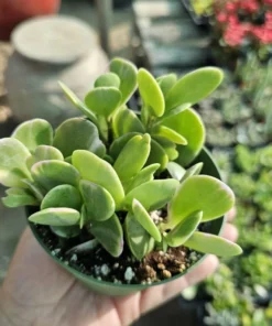 Trailing Jade| Weeping Jade | Trailing Succulent | Trailing sedum | 2in pot and 4in pot