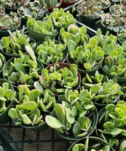 Trailing Jade| Weeping Jade | Trailing Succulent | Trailing sedum | 2in pot and 4in pot