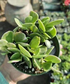 Trailing Jade| Weeping Jade | Trailing Succulent | Trailing sedum | 2in pot and 4in pot