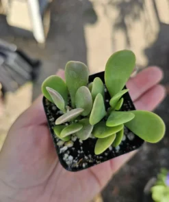 Trailing Jade| Weeping Jade | Trailing Succulent | Trailing sedum | 2in pot and 4in pot