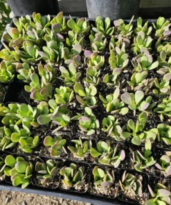 Trailing Jade| Weeping Jade | Trailing Succulent | Trailing sedum | 2in pot and 4in pot