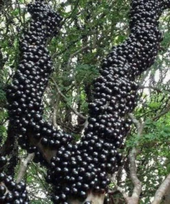 Tropical Jabuticaba Tree Live Brazilian Grapetree Glossy Leaves 2-3 ft
