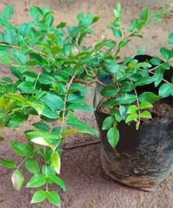 Tropical Jabuticaba Tree Live Brazilian Grapetree Glossy Leaves 2-3 ft