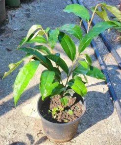 Tropical Live Caimito Tree Star Apple 10-18 Inches | Hardy Fruit Tree