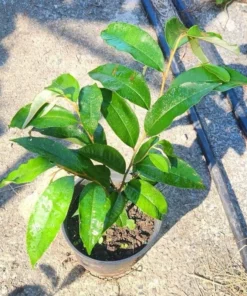 Tropical Live Caimito Tree Star Apple 10-18 Inches | Hardy Fruit Tree