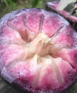 Tropical Live Caimito Tree Star Apple 10-18 Inches | Hardy Fruit Tree