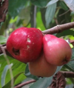 Tropical Pomarosa Tree Syzygium Jambos 3 ft Evergreen Fruit Tree