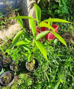 Tropical Pomarosa Tree Syzygium Jambos 3 ft Evergreen Fruit Tree