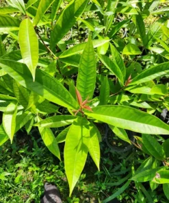 Tropical Pomarosa Tree Syzygium Jambos 3 ft Evergreen Fruit Tree