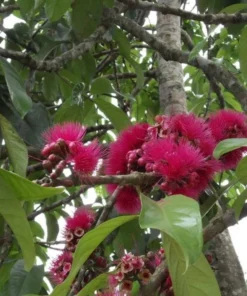 Tropical Pomarosa Tree Syzygium Jambos 3 ft Evergreen Fruit Tree