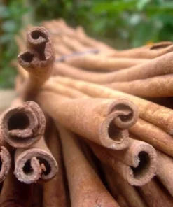 True Cinnamon Tree Live 1-2 Ft Tall - Cinnamomum Verum Plant – Live Evergreen Spice Tree for Gardens