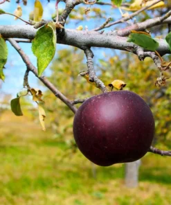Two Live Arkansas Black Apple Tree Fairy Tale Witches Apple 2-3 ft Tall