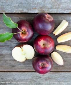 Two Live Arkansas Black Apple Tree Fairy Tale Witches Apple 2-3 ft Tall