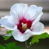 Two Live White Althea Rose Of Sharon Trees Shrub Bush Large Blooms Each Summer 2-3 ft Tall