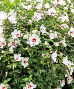 Two Live White Althea Rose Of Sharon Trees Shrub Bush Large Blooms Each Summer 2-3 ft Tall