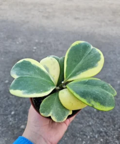 Variegated Hoya Kerrii | Full hoya kerri | 4in pot