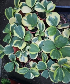 Variegated Hoya Kerrii | Full hoya kerri | 4in pot