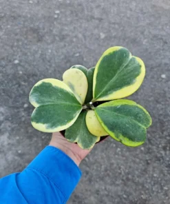 Variegated Hoya Kerrii | Full hoya kerri | 4in pot