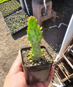 Variegated Josephs Coat Cactus | Opuntia monacantha Variegata | 2in pot