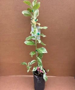 Variegated Pink Lemon Tree Grafted Citrus Plant 3 Feet Tall with Pot and Soil
