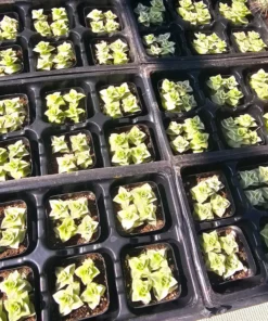 Variegated String of Buttons | Necklace Vine | Crassula Perforata | Stacked Crassula | Pagoda Plant | 2in pot