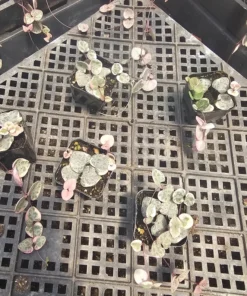 Variegated String of Hearts | VSOH | Ceropegia woodii f. variegata