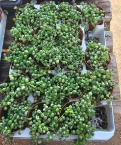 Variegated String of Pearls Succlent | VSOP