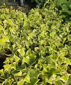 Variegated Wax Ivy | Trailing Plant | 2in pot | 4in pot