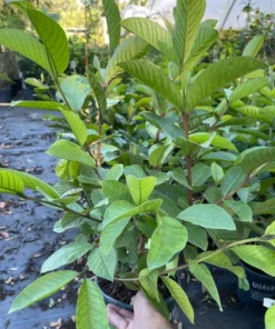 White Guava Tree 2-3 Feet Tall Live Plant with Free Shipping