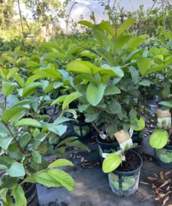 White Guava Tree 2-3 Feet Tall Live Plant with Free Shipping