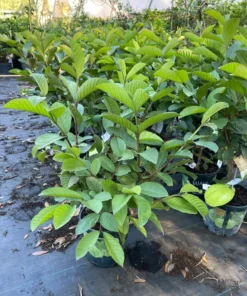 White Guava Tree 2-3 Feet Tall Live Plant with Free Shipping