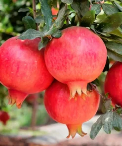 Wonderful Pomegranate Live Plant 12-16in, Cold Hardy, Half Gallon Pot, Sweet Variety