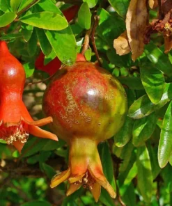 Wonderful Pomegranate Live Plant 12-16in, Cold Hardy, Half Gallon Pot, Sweet Variety