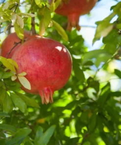 Wonderful Pomegranate Live Plant 12-16in, Cold Hardy, Half Gallon Pot, Sweet Variety