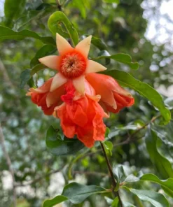 Wonderful Pomegranate Live Plant 12-16in, Cold Hardy, Half Gallon Pot, Sweet Variety