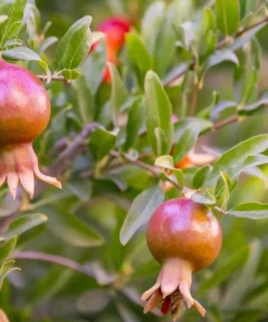 Wonderful Pomegranate Live Plant 12-16in, Cold Hardy, Half Gallon Pot, Sweet Variety