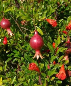 Wonderful Pomegranate Live Plant 12-16in, Cold Hardy, Half Gallon Pot, Sweet Variety
