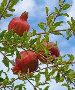 Wonderful Pomegranate Live Plant 12-16in, Cold Hardy, Half Gallon Pot, Sweet Variety