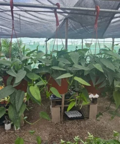 XL Cebu Blue Pothos | 6in pot | Epipremnum Pinnatum | XL and L sizes