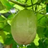 Yellow Passion Fruit Plant - 6-12 Inch Live Giant Passionfruit Vine - Edible